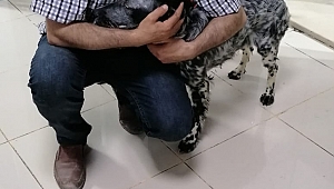 Onlar Artık Yeni Yuvalarında 