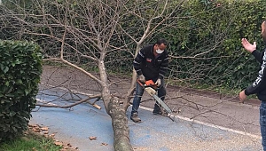 Sapanca’da Park Bahçelerden Güz Çalışması 