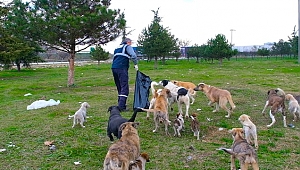 Büyükşehir kısıtlamada sokak hayvanları unutmuyor
