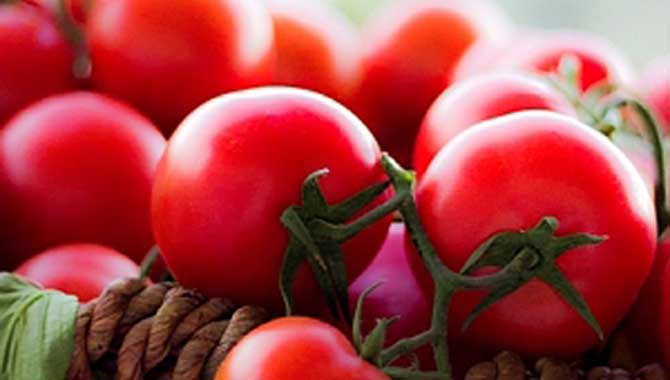 Domates ihracatçıları kotanın kaldırılmasını istiyor