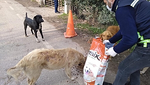 Kısıtlamalarda Sokak Hayvanları Unutulmadı