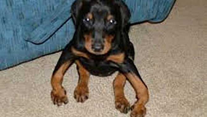 KÖPEKLERDE RAŞİTİZM HASTALIĞI