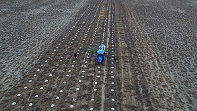 Kurak alanlar yeşile kavuşuyor