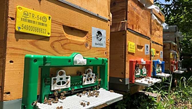 Arıcılık projesinde ilk üretim sezonu tamamlandı