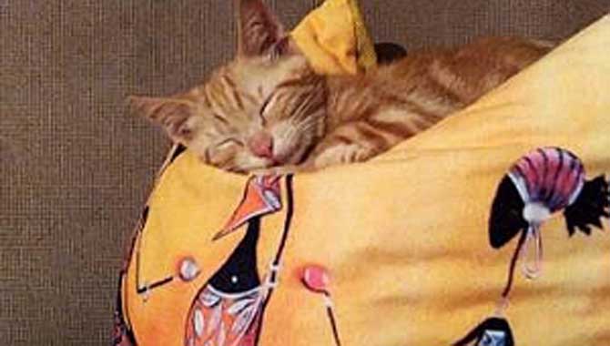 Evcil hayvanların çocukların gelişimine etkileri