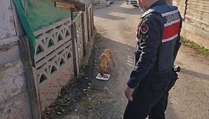 Jandarma Sokak Hayvanlarına yiyecek bıraktı