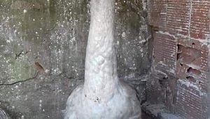 KUĞU’YA SAHİP ÇIKTI. 