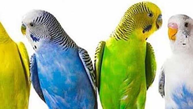 Kuş tüyü alerjisi nedir?