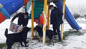 Sapanca Belediyesi Sokak Hayvanlarını Unutmadı