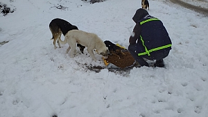 Serdivan’da Belediye Can Dostları Sahipsiz Bırakmadı