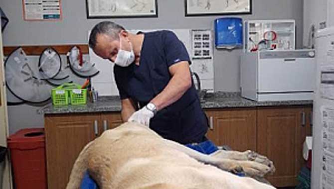 EVCİL HAYVANLARDA KANSER 