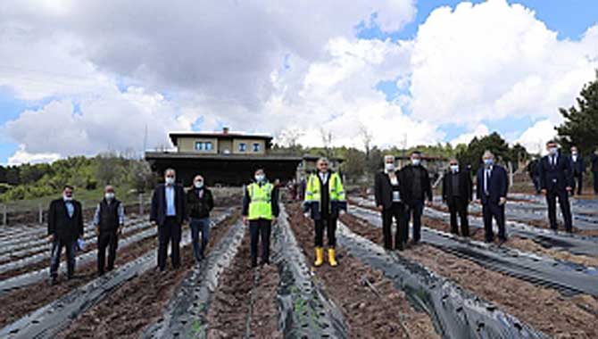 Başkan Yüce çilek fidelerini toprakla buluşturdu