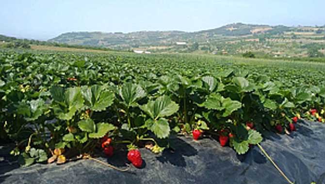 Çilek Hasadı Başladı