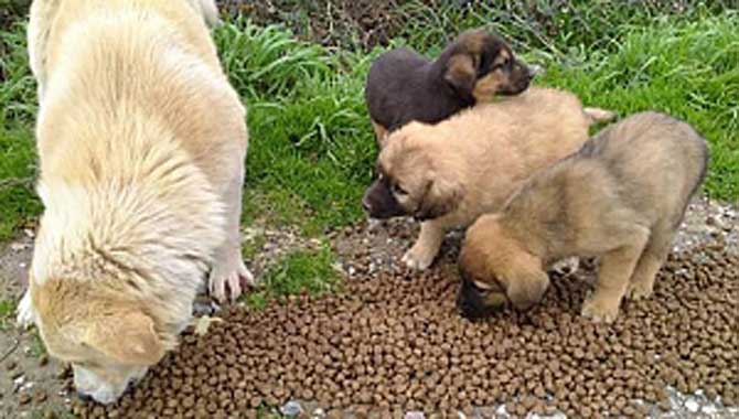 Salgında Sokak Hayvanlarına Özel İlgi