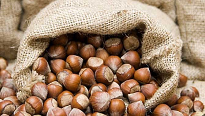 FINDIK SADECE REKOLTE VE FİYATTAN İBARET DEĞİL