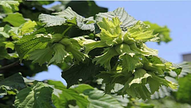 KFMİB BAŞKANI EDİP SEVİNÇ-Üretimden tüketime fındığı değerlendirdi