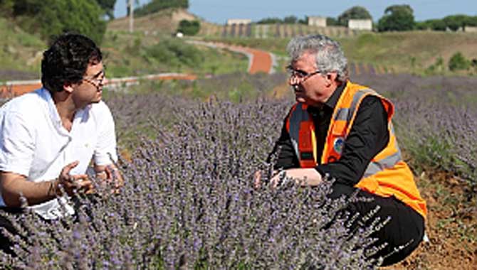 Büyükşehir yaptı, atıl alan aromatik bitkilerin üretim merkezine dönüştü