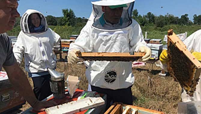 Büyükşehir, ana arı üretimi eğitimleri gerçekleştirildi