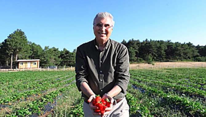 El emeği çileklerimiz işletmecilerden yoğun bir rağbet görüyor