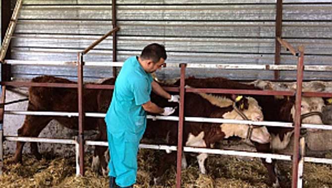 BÜYÜKBAŞ HAYVANLARDA MEYVE YE BAĞLI SORUNLAR ARTTI!!!