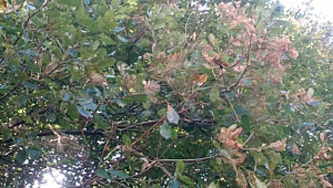 Çiftçiler, Amerikan Kelebeğine karşı bölgesel ilaçlama istiyor