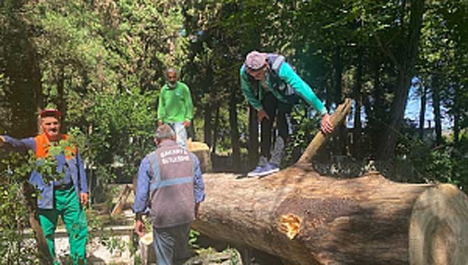 Kuruyan ağaçların yerine yenileri dikiliyor