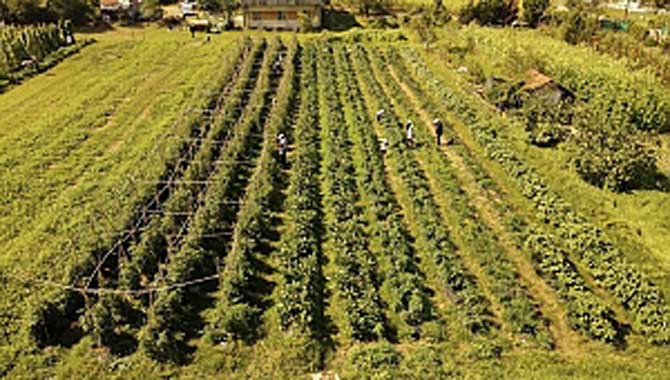  Meyve Sebze Hasatları Öğrencilerin Evlerine İkram Edildi
