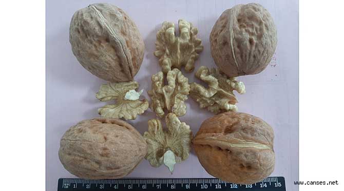 Sapanca Cevizi SUBÜ çalışmalarıyla markalaşıyor