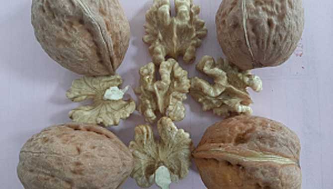 Sapanca Cevizi SUBÜ çalışmalarıyla markalaşıyor 