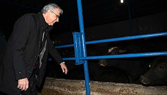 “Vasıflı manda ırkı üretip Sakarya’yı öncü yapacağız” 