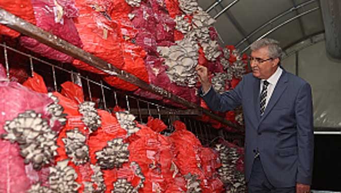 Yılda 4 hasat yapılıp 16-20 ton arası mantar üretilecek 