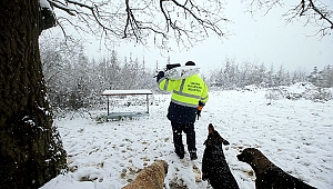 Büyükşehir sokak hayvanlarını yalnız bırakmıyor 