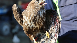 Kanadından Vurulan Doğan Tedavi Altına Alındı 