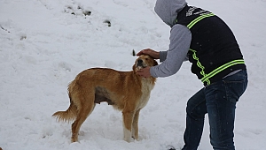 Sokak Hayvanları Da Unutulmadı 