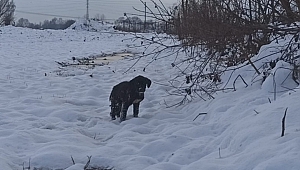Yavru Köpek Donmaktan Kurtarıldı 