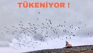 BAHÇEŞEHİR ÖĞRENCİLERİ ÇEVRENİN GENÇ SÖZCÜLERİ OLDU