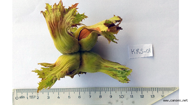 SUBÜ’nün fındıkta çeşit geliştirme çalışmaları sürüyor