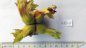 SUBÜ’nün fındıkta çeşit geliştirme çalışmaları sürüyor 