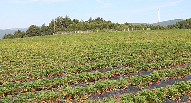 Çilek hasadının ikinci yılı bereketli başladı 