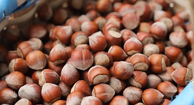 Giresun Tombul Fındığı AB'de Türkiye'nin 8. Coğrafi İşaretli Ürünü Oldu 