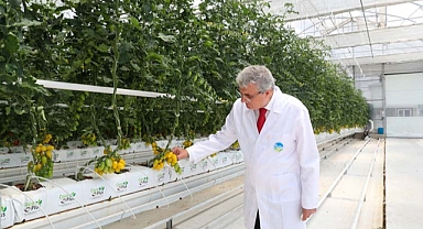 Hedef yılda 1250 ton domates üretimi 