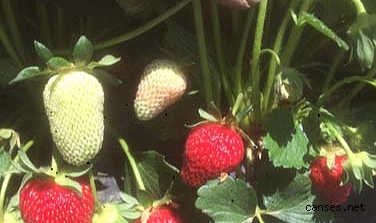 Taraklı’da Çilek hasadı başladı