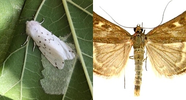 SUBÜ’lü akademisyen açıkladı: 