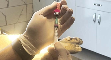 Bölgenin en büyük hastanesi can dostlara kucak açtı: Pire, uyuz ve kuduz için işlem başladı 