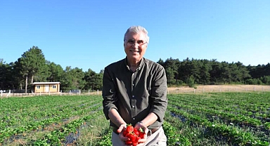 Çilek üretimi 3 katına çıktı: Büyükşehir çilekte üretimi katladı 