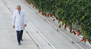 Türkiye’de model olan projede rekor üretim: 4 ayda 550 ton domates 