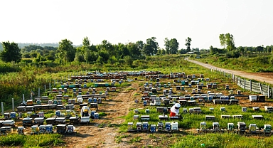 Büyükşehir’in ‘Altın Karınca’ ödüllü projesi rekor kırdı: 1 yılda tam 29 ton üretim 