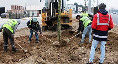 Londra çınarları Şehit İlhan Aras’a güzellik katacak 