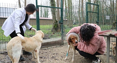 Akyazı Belediyesi depremzede hayvanlara sahip çıktı 