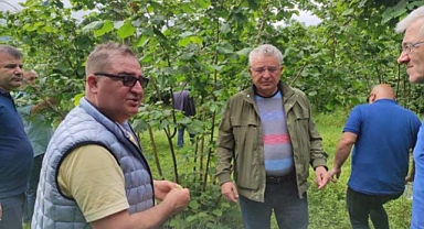Gürcistan'daki Fındık Bahçeleri İncelemesi: Türk Delegasyonu Bilgi Alışverişinde Bulundu